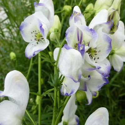 Aconitum 'Eleonora' - 