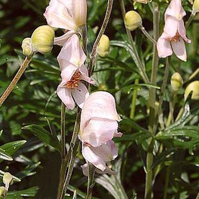 Aconitum napellus 'Rubellum' - 