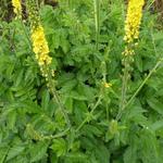 Aigremoine eupatoire - Agrimonia eupatoria