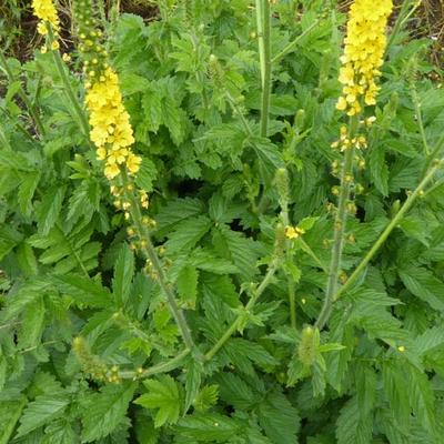 Aigremoine eupatoire - Agrimonia eupatoria