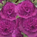 Alcea rosea 'Chater's Double Purple' - 