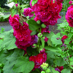 Alcea rosea 'Chater's Double Red' - 