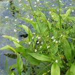 Gewöhnlicher Froschlöffel - Alisma plantago-aquatica