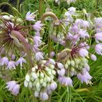 Allium cernuum 'Hidcote' - Allium cernuum 'Hidcote'