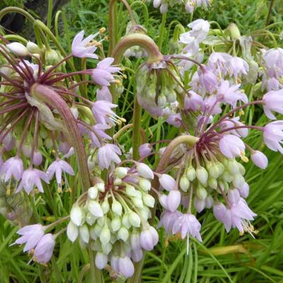 Allium cernuum 'Hidcote' - Allium cernuum 'Hidcote'