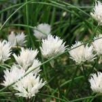 Allium schoenoprasum 'Corsican White' - 