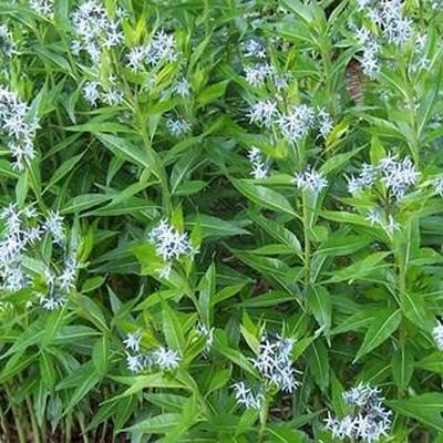 Helle Amsonie - Amsonia illustris