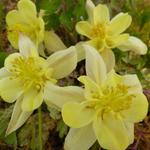 Aquilegia chrysantha 'Yellow Queen' - 