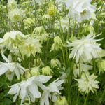 Aquilegia vulgaris 'White Barlow' - 