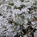 Artemisia absinthium 'Lambrook Silver' - 