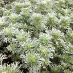 Artemisia schmidtiana 'Nana' - ARMOISE NAIN - Artemisia schmidtiana 'Nana'