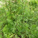 Artemisia vulgaris - Beifuß - Artemisia vulgaris