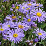 Aster amellus 'Dr Otto Petschek'