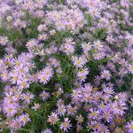 Aster 'Pink Star' - 