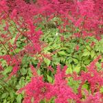 Astilbe x arendsii 'Spinell' - 