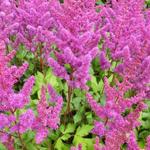 Astilbe chinensis 'Vision in Red' - 