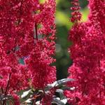 Astilbe japonica 'Montgomery'  - Astilbe japonica 'Montgomery' 