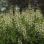 Baptisia australis  'DECADENCE Vanilla Cream' - Baptisia australis  'DECADENCE Vanilla Cream'