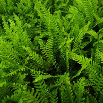 Blechnum spicant - BLÉCHNE EN ÉPI, FOUGÈRE PECTINÉE