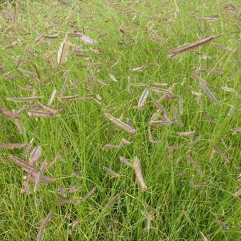 peigne gazon herbe a moustiques bouteloua gracilis acheter des plantes en ligne