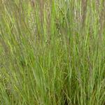Calamagrostis x acutiflora 'Overdam' - 
