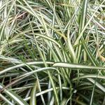Carex ornithopoda 'Variegata' - 