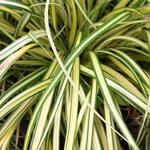 Carex oshimensis 'Evergold' - 