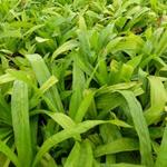 Carex plantaginea - 