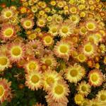 Chrysanthemum indicum 'Dernier Soleil' - 