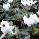 Cyclamen hederifolium 'Album' - Cyclamen hederifolium 'Album'