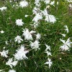 Dianthus arenarius - 