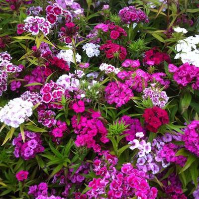 ŒILLET DE POETE Dianthus barbatus HORTI SOLOGNE