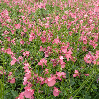 Diascia fetcaniensis - Diascia fetcaniensis