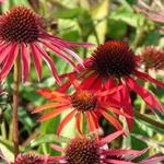 Echinacea purpurea 'Hot Summer' - 