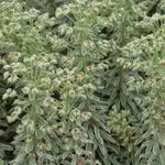 Euphorbia characias 'Wilcott' - Euphorbia characias 'Silver Swan'