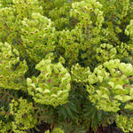 Euphorbia x martinii - EUPHORBE DE MARTIN