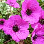 Geranium cinereum 'Giuseppii'