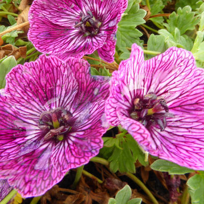 Geranium cinereum 'Jolly Jewel Lilac' - 