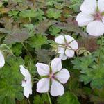 Geranium 'Coombland White'