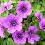 Geranium 'Hexham Velvet'