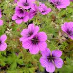 Geranium 'JS Matu Vu'