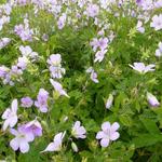 Geranium maculatum 'Chatto'