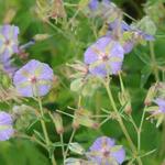 Geranium phaeum 'JS Blauwvoet'