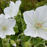 Geranium pratense 'Galactic'