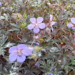 Geranium pratense 'Hocus Pocus'