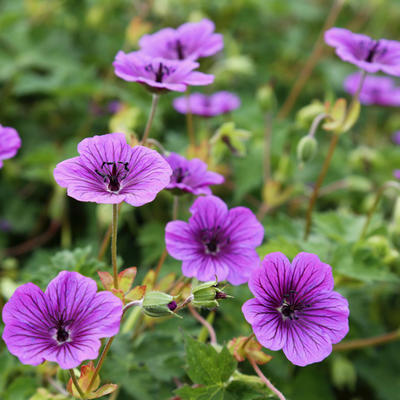 Geranium wallichianum CENSATION 'Daily Purple' - 