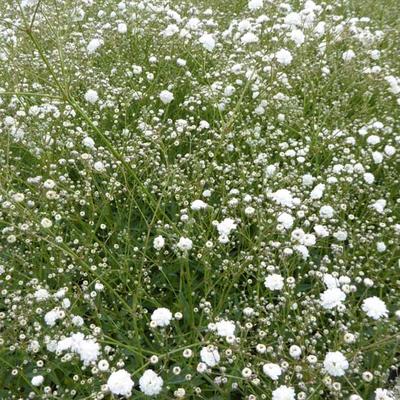 Gypsophila paniculata 'Bristol Fairy'