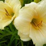 Hemerocallis 'Precious d'Oro' - Hemerocallis 'Precious d'Oro'