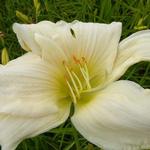 Hemerocallis 'Serena Madonna' - Hemerocallis 'Serena Madonna'