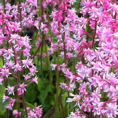 x Heucherella alba 'Bridget Bloom' - HEUCHERELLA 'BRIDGET BLOOM'